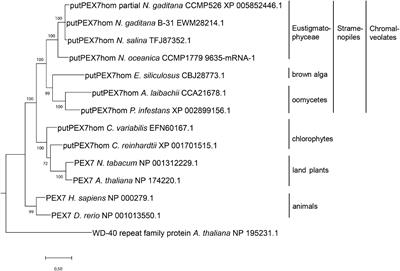 Evolutionary Maintenance of the PTS2 Protein Import Pathway in the Stramenopile Alga Nannochloropsis